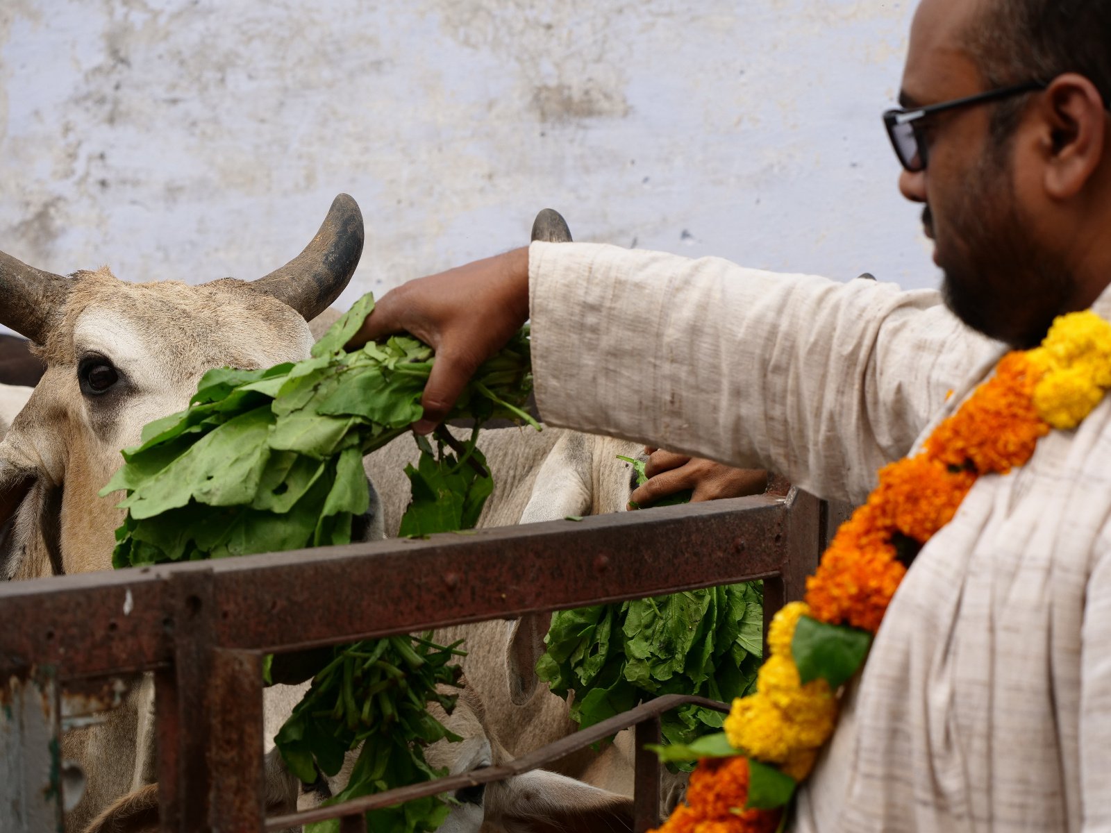  247 Gopashtami Radha kunda Govardhan 19.11.04